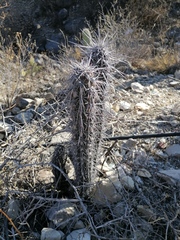 Lemaireocereus hollianus