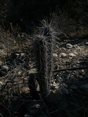 Lemaireocereus hollianus