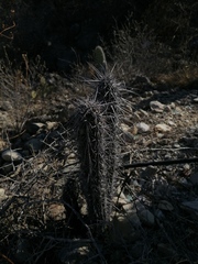 Lemaireocereus hollianus