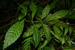 Ronabea emetica