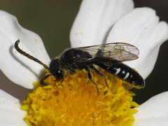 Sapyga quinquepunctata