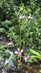 Cyrtochilum