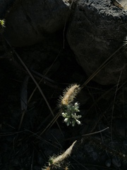 Cnidoscolus tehuacanensis