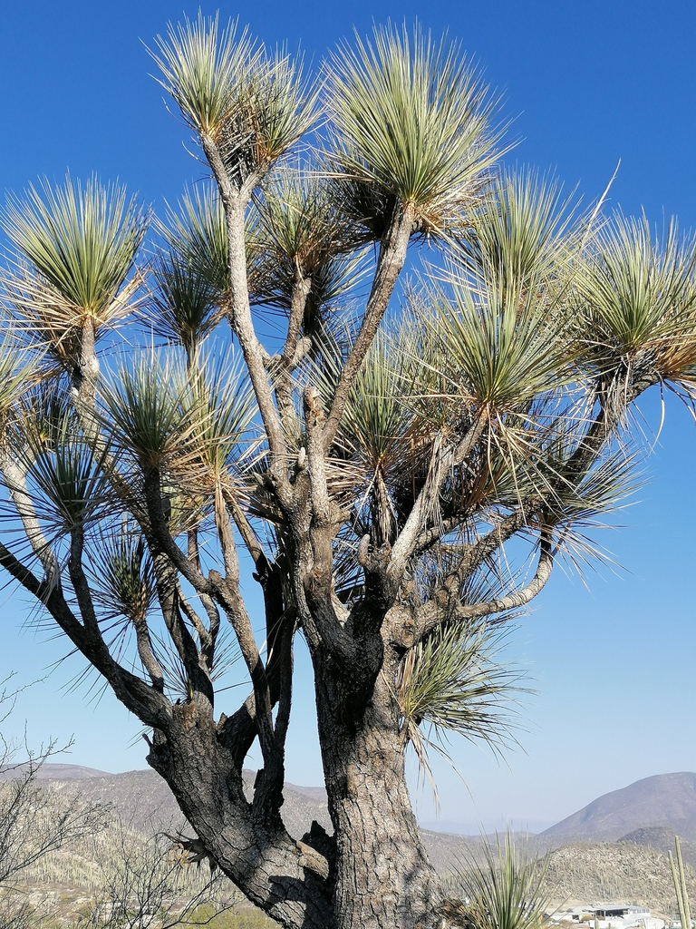 Ponytail palm