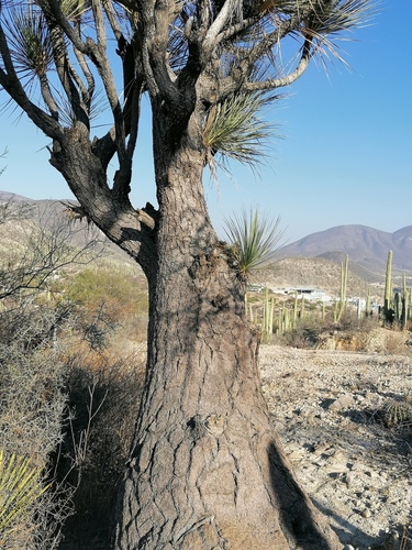 Beaucarnea gracilis