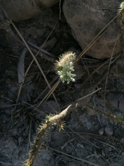 Cnidoscolus tehuacanensis