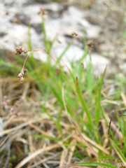 Luzula arcuata unalaschcensis