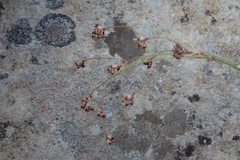 Luzula arcuata unalaschcensis