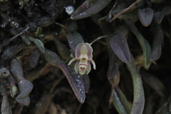 Homalopetalum kienastii