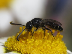 Sapyga quinquepunctata