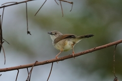Cisticola lateralis