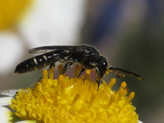 Sapyga quinquepunctata
