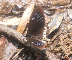 Papilio slateri