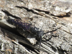 Sapyga quinquepunctata