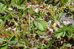 Luzula arcuata unalaschcensis