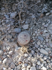 Mammillaria haageana meissneri