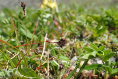 Luzula arcuata unalaschcensis