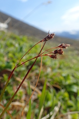 Luzula arcuata unalaschcensis