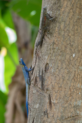 Agama mucosoensis