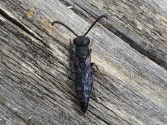Sapyga quinquepunctata