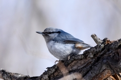 Sitta europaea albifrons