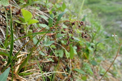 Luzula arcuata unalaschcensis