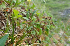 Luzula arcuata unalaschcensis