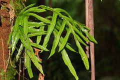 Microsorum pustulatum