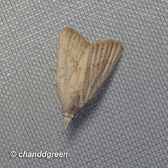 Meganola brunellus