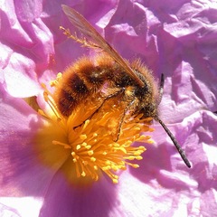 Dasyscolia ciliata