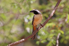 Saltator orenocensis