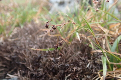 Luzula arcuata unalaschcensis