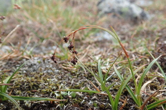 Luzula arcuata unalaschcensis