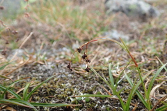 Luzula arcuata unalaschcensis