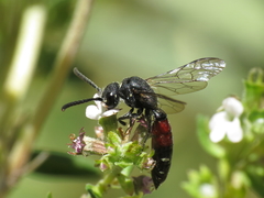 Sapyga quinquepunctata