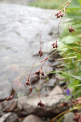 Luzula arcuata unalaschcensis