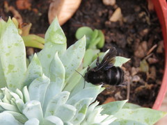 Bombus pauloensis