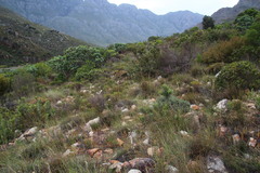Ehrharta thunbergii