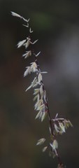 Ehrharta thunbergii