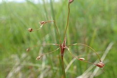 Luzula rufescens