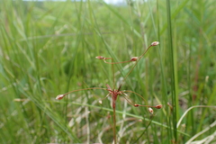 Luzula rufescens