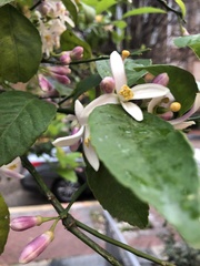 Styrax americanus