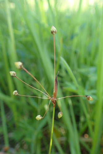 Luzula rufescens