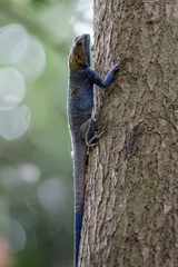 Agama mucosoensis