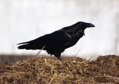 Corvus corax kamtschaticus
