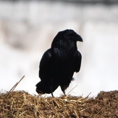 Corvus corax kamtschaticus