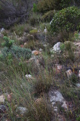 Ehrharta thunbergii
