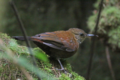 Gray-Throated Leaftosser photo 3