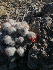 Mammillaria haageana meissneri