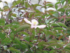 Clematis montana
